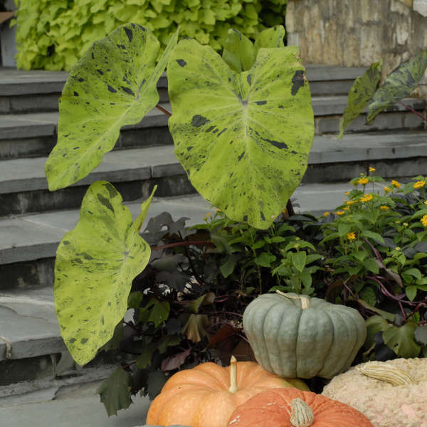 Colocasia 'Mojito' Elephant Ear