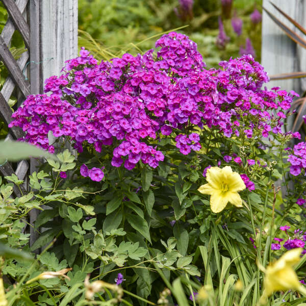 Phlox 'Material Girl' Tall Garden Phlox