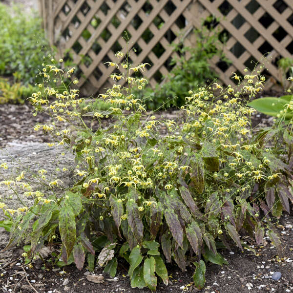 Epimedium 'Woodland Elf' Barrenwort