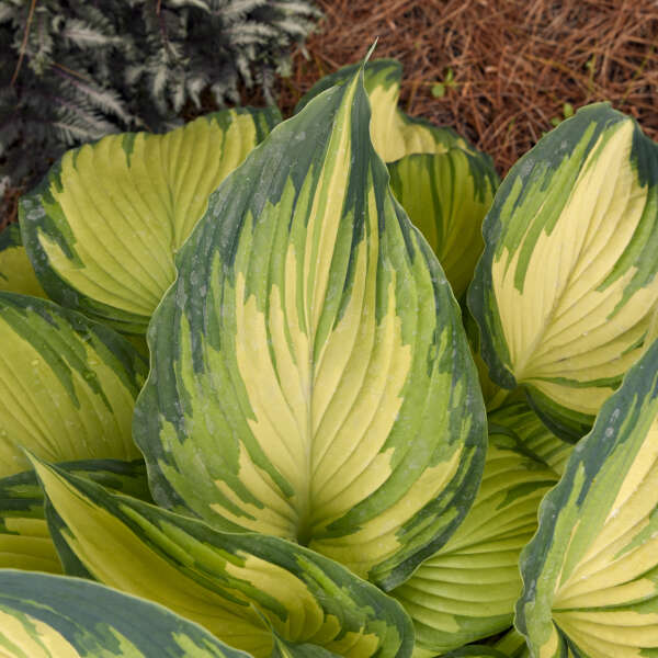 Hosta 'My Fair Lady' Hosta