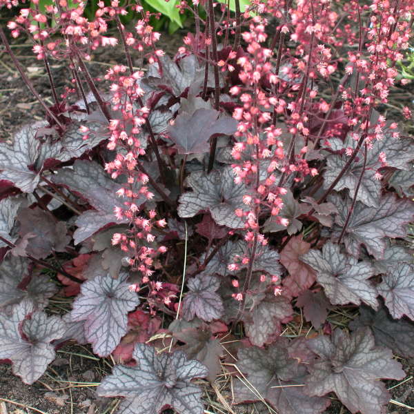 Heuchera 'Silver Light' Coral Bells