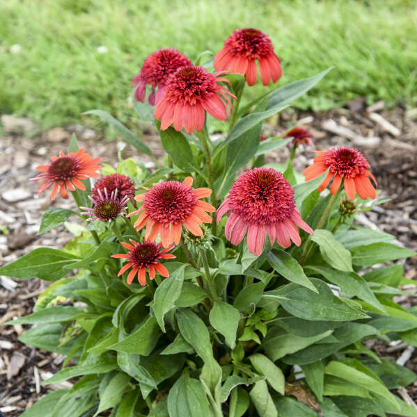 Echinacea 'Jamberry' Coneflower