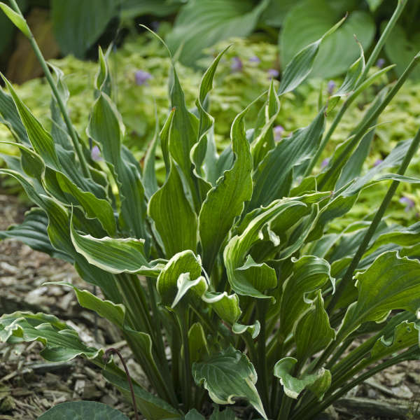 Hosta 'Electrocution' Hosta