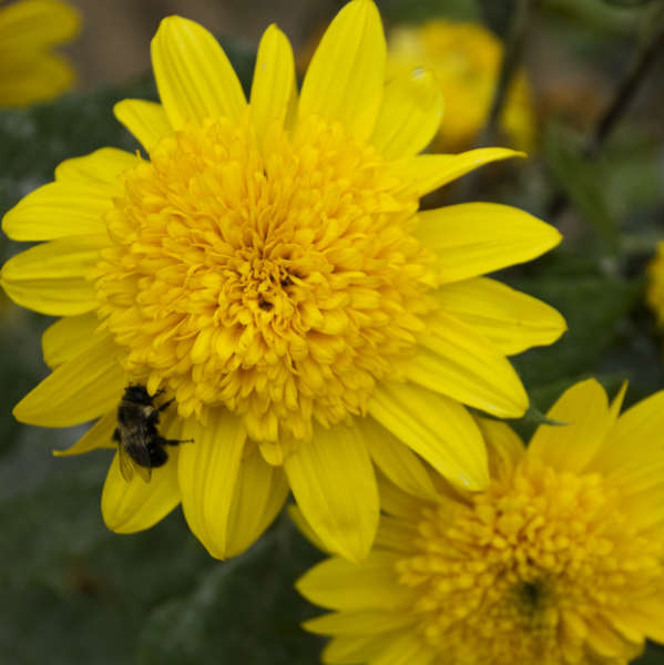 Helianthus 'Happy Days' Perennial Sunflower