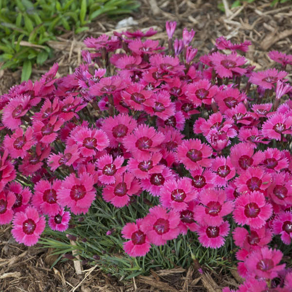 Dianthus 'Ruby Sparkles' Pinks