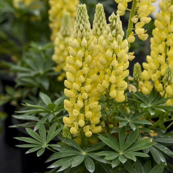 Download Lupinus Polyphyllus Mini Gallery Series Yellow Walters Gardens Inc