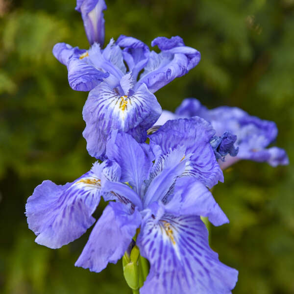 Iris ampliflora 'Ming Treasure'