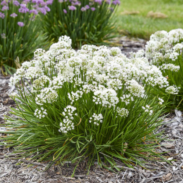Allium 'Needlepoint' Ornamental Onion