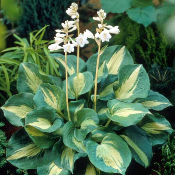 Hosta 'Thunderbolt' Hosta