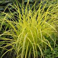 Carex 'Bowles Golden'