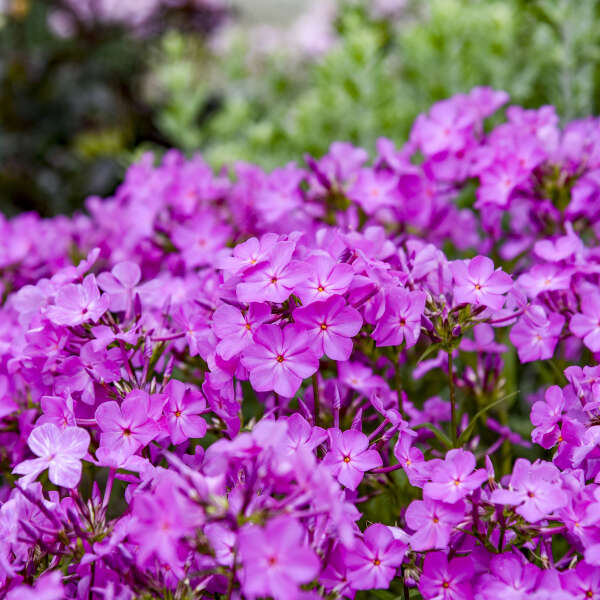 Phlox 'Opening Act Ultrapink' Hybrid Phlox