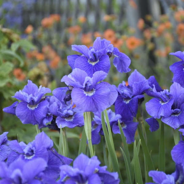 Iris 'Ruffled Velvet' Siberian Iris