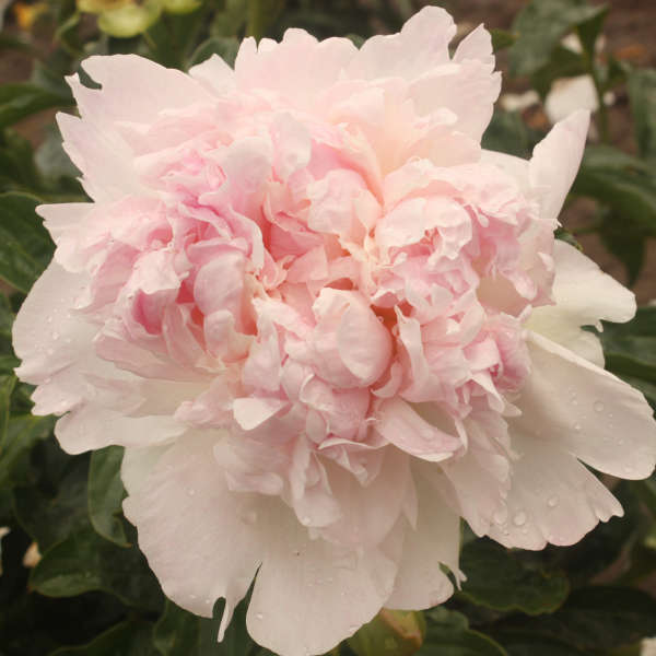 Paeonia 'Raspberry Sundae' | Perennial Resource