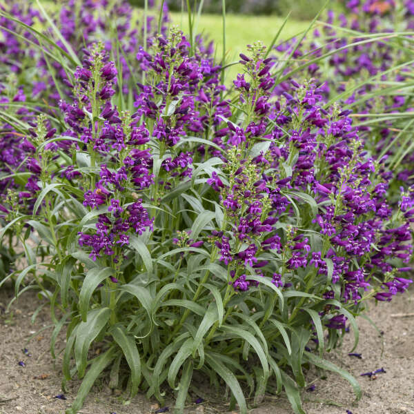 Penstemon 'Dark Amethyst' Bearded Penstemon