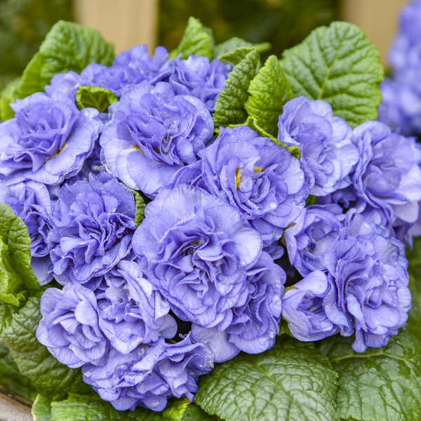 Primula 'Watercolour Blue' Primrose