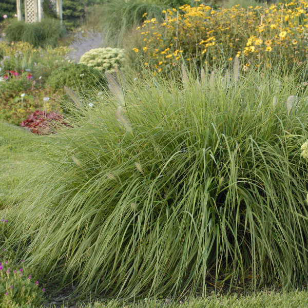 Pennisetum alopecuroides | Perennial Resource