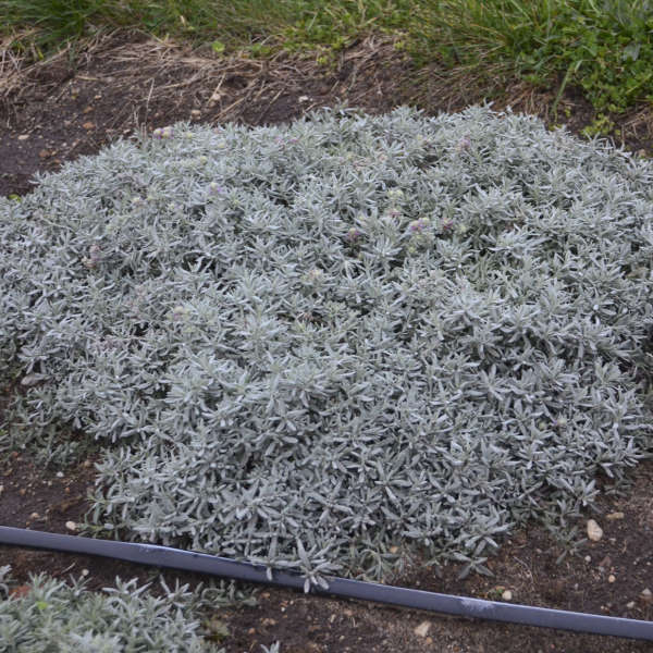 Teucrium 'Greystone' Teucrium