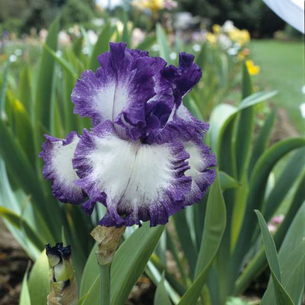 Iris 'American Classic' Tall Bearded Iris