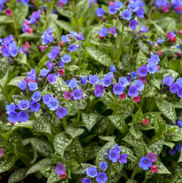 Pulmonaria 'Spot On' Lungwort