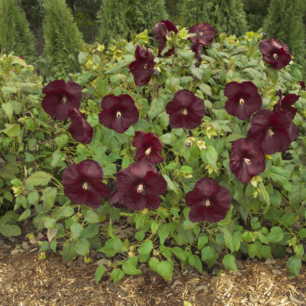 Hibiscus 'Heartthrob' Rose Mallow