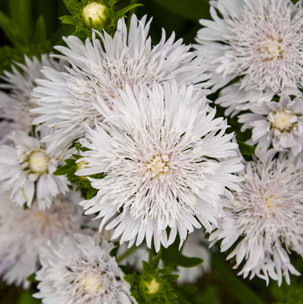 Stokesia 'Whitecaps' Stoke's Aster