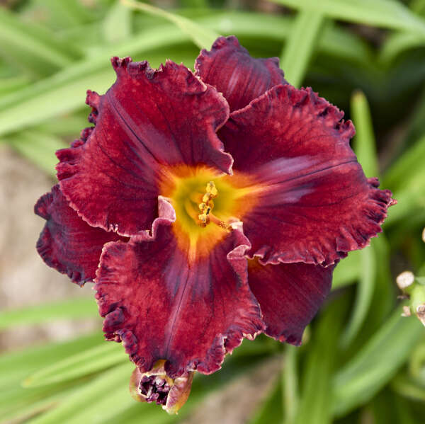 Hemerocallis 'Gothic Grenadine' Daylily