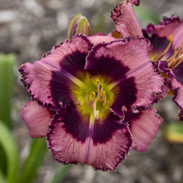 Hemerocallis 'Be Fruitful and Multiply' Daylily