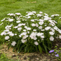 Stokesia 'Whitecaps'