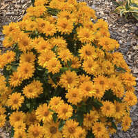 Heliopsis ATHENA GOLD™