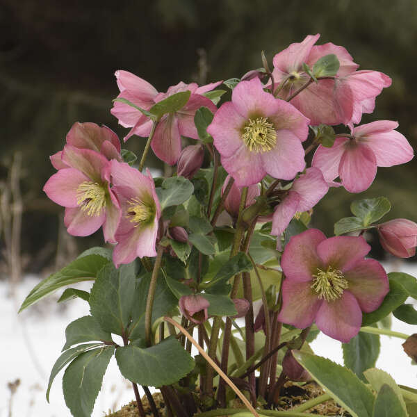 Helleborus ROSEMARY Lenten Rose