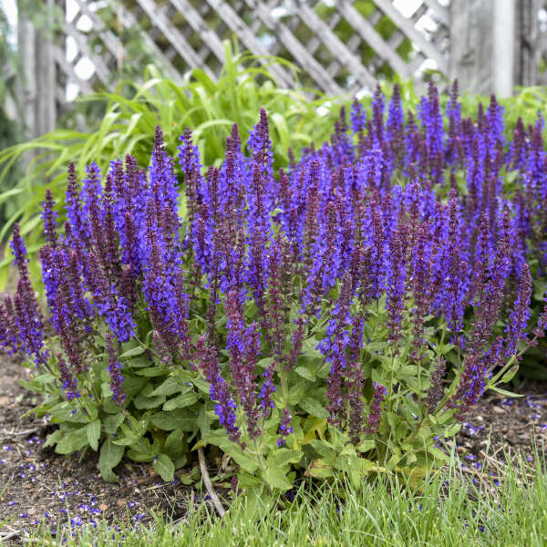 Salvia 'Violet Profusion' Perennial Salvia