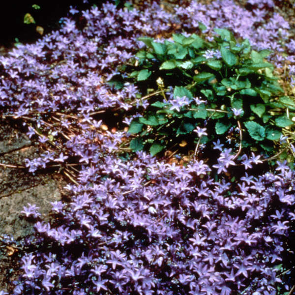 Campanula 'Blue Waterfall' Serbian Bellflower