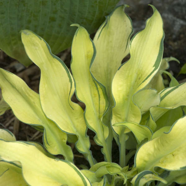 Hosta 'Ripple Effect' Hosta