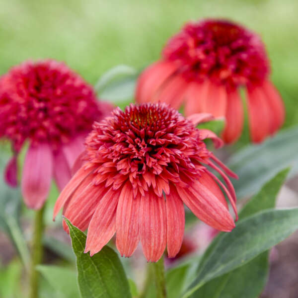 Echinacea 'Jamberry' Coneflower