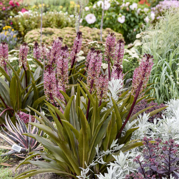 Eucomis 'Purple Reign' Pineapple Lily