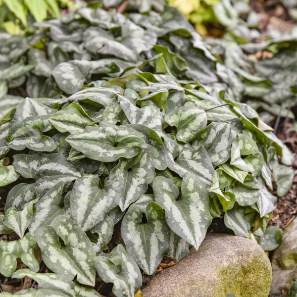 Asarum splendens Chinese Wild Ginger