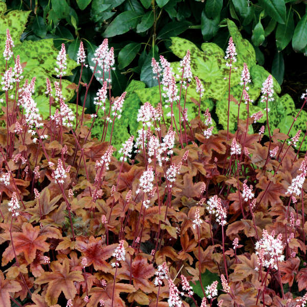 Heucherella 'Brass Lantern' Foamy Bells