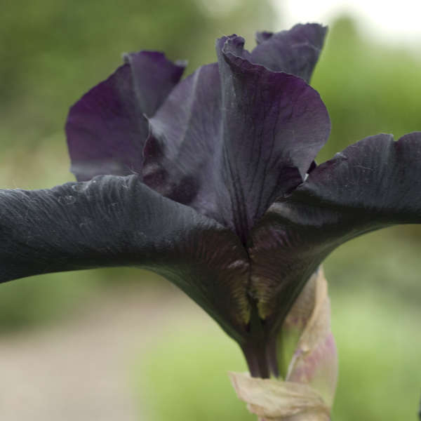 Iris 'Before the Storm' Tall Bearded Iris