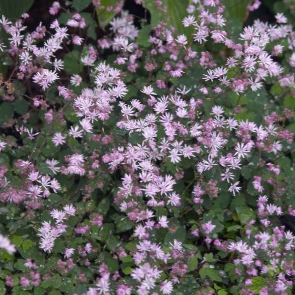 Thalictrum kiusianum Kyushu Meadow Rue