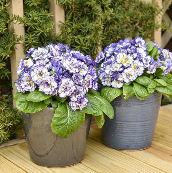 Primula BELARINA® RHAPSODY Primrose