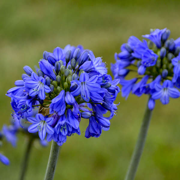 Agapanthus 'Galaxy Blue' Lily of the Nile