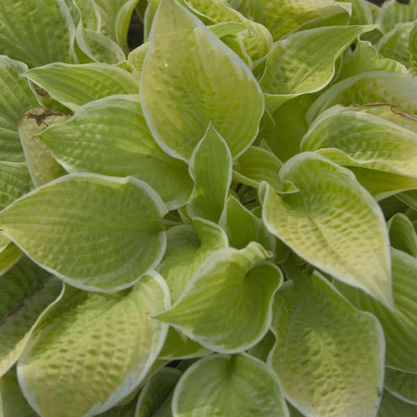 Hosta 'Saint Elmo's Fire' Hosta