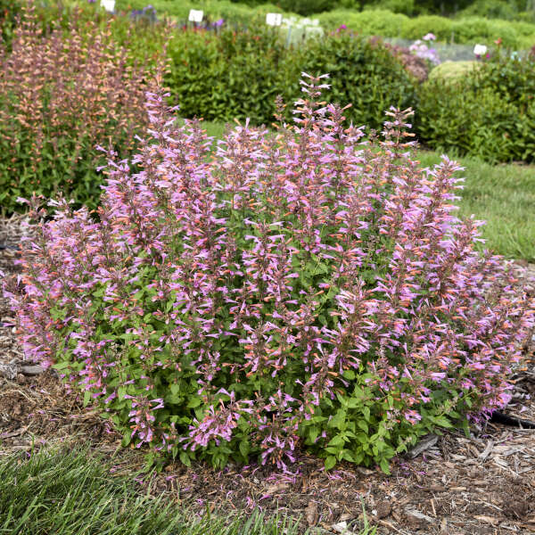 Agastache 'Pinky Pie' Hummingbird Mint