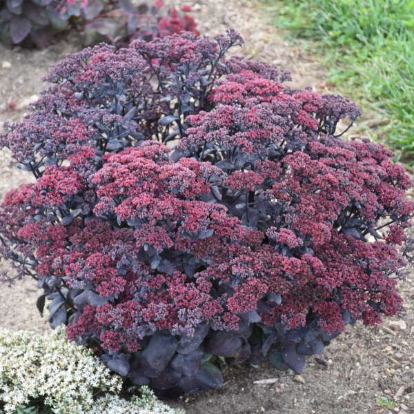 Sedum 'After Dark' Stonecrop