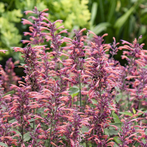 Agastache 'Guava Lava' Anise Hyssop