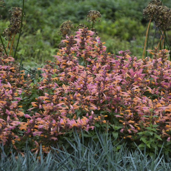 Agastache 'Mango Tango' Anise Hyssop