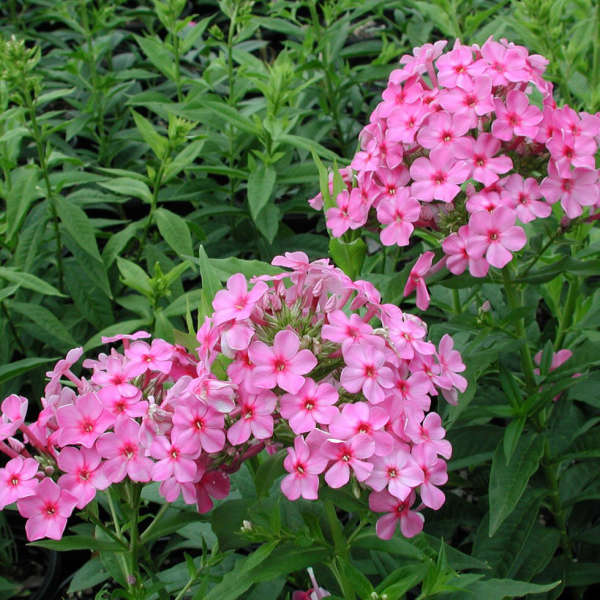 Phlox 'Shortwood' Tall Garden Phlox