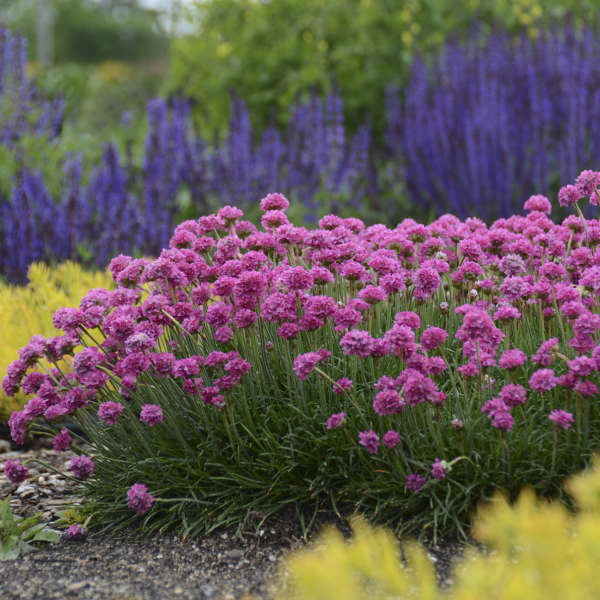 Armeria 'Bloodstone' Thrift