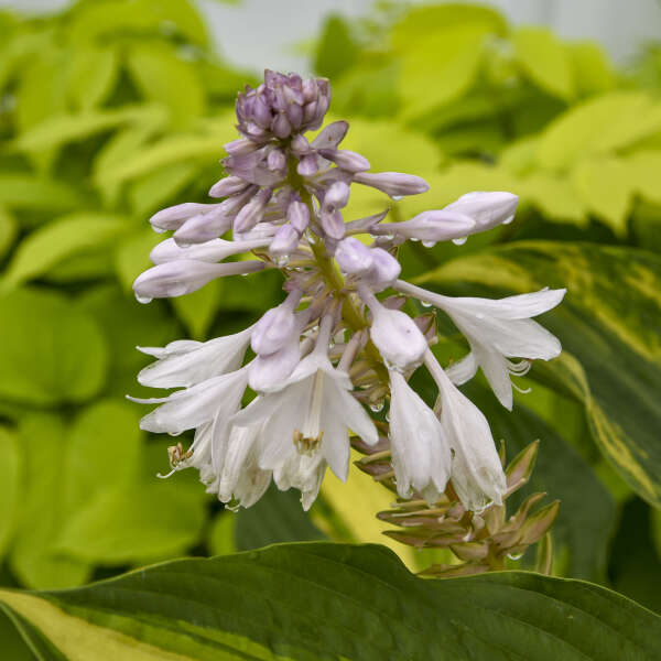 Hosta 'Affair to Remember' Hosta