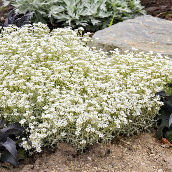 Cerastium 'Cloud Cover' Snow in Summer